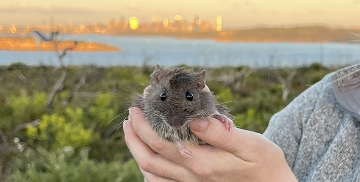 Bush rat